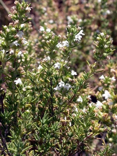 Miniatura 3 de Spanish Thyme Seeds, Thymus Zygis, Red Thyme, Tumillo, Hardy Zones 6-10, 100 Seeds