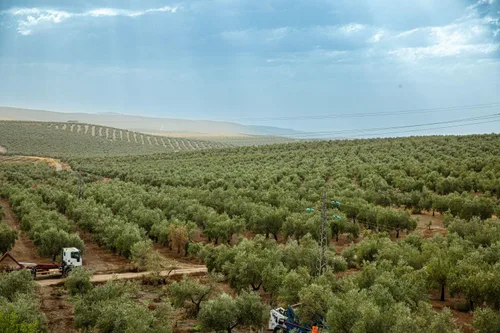 Miniatura 9 de Seasons EVOO - Aceite de oliva virgen extra extra Picual de Reserva Familiar, prensado en frío, primera cosecha, aceite español de primera calidad