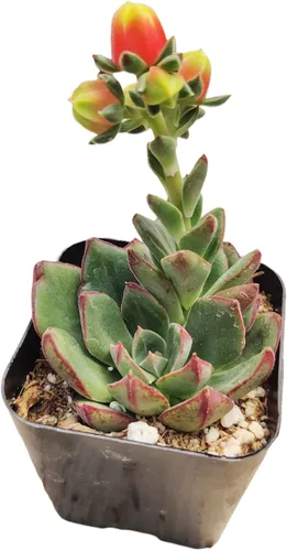 Miniatura 7 de Plantas suculentas de cactus vivos de USKC (maceta de 2 pulgadas Echeveria Blue Bird)
