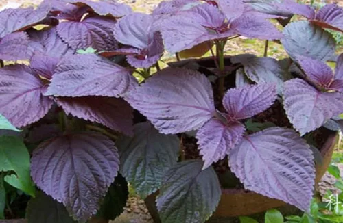 Semillas anuales de albahaca asiática sin OMG, 200 unidades, color morado, Shiso