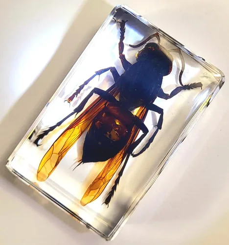 Miniatura 6 de 44mm Escorpión real asiático gigante en resina de lucite transparente cristal, especímenes de artesanía, insectos de animales varios, colección