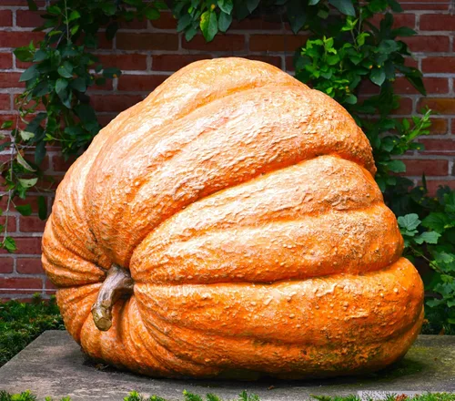 Seeds Giant Pumpkin Titan 10+ Semillas para cultivar al aire libre Variedad de calabaza masiva