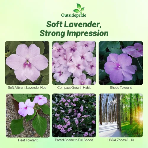 Miniatura 2 de Outsidepride 200 Semillas Impatiens Plant Lavender Shade Garden Flower Seeds para plantar
