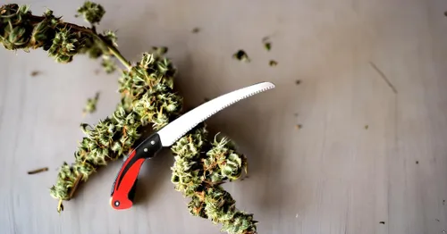 Miniatura 5 de Sierra de poda manual de 11 pulgadas con carcasa de hoja de sierra para recortar ramas de árboles de madera para acampar