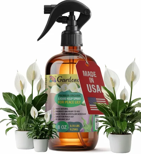 Miniatura 17 de GARDENERA Spray orgánico profesional de algas marinas para plantas AGLAONEMA – 8 oz – Rocío fertilizante de algas marinas y algas marinas totalmente