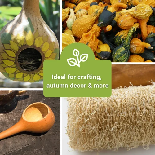 Miniatura 6 de Sow Right Seeds - Colección de semillas de calabaza para plantar - Paquetes de calabazas decorativas, Luffa, Dipper y botella - Cultiva tus propias