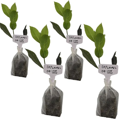 Miniatura 27 de Hoja de laurel mediterránea, planta viva de laurel de laurel. Variedad estándar - Laurus Nobilis. Planta viva. Fragante, fresca, comestible. Lo