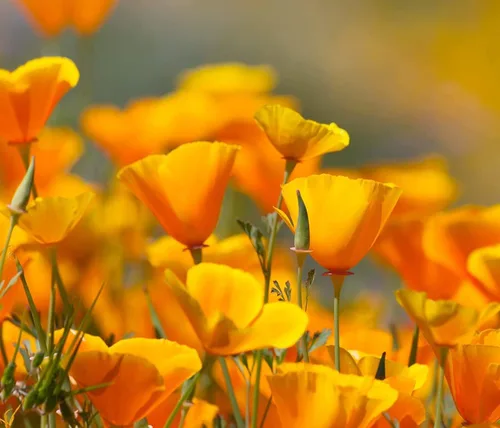 Miniatura 3 de Variedades exóticas de semillas de amapola para plantar (200 semillas por paquete) - Fácil de cultivar, se envía desde Iowa, Estados Unidos