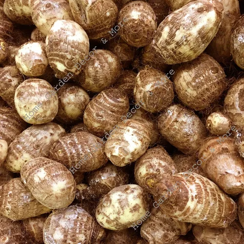 Listas para crecer 10 bombillas Colocasia Esculenta de oreja de elefante Taro Poi Gabi Kalo Eddo