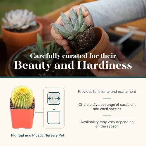 Miniatura 4 de Shop Succulents Premium Plantas suculentas mini vivas de cactus en macetas de 5 cm, fácil cuidado para jardinería en interiores o exteriores