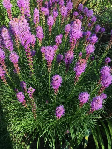 Miniatura 6 de Semillas Pink Blazing Star/Liatris/Flores perennes
