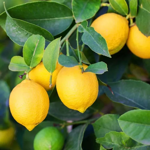 Miniatura 5 de Semillas de frutas mixtas para plantar, 40 unidades, limón, naranja, manzana, maracuyá, 10 unidades, arándano, 10 unidades, cereza, semillas frescas