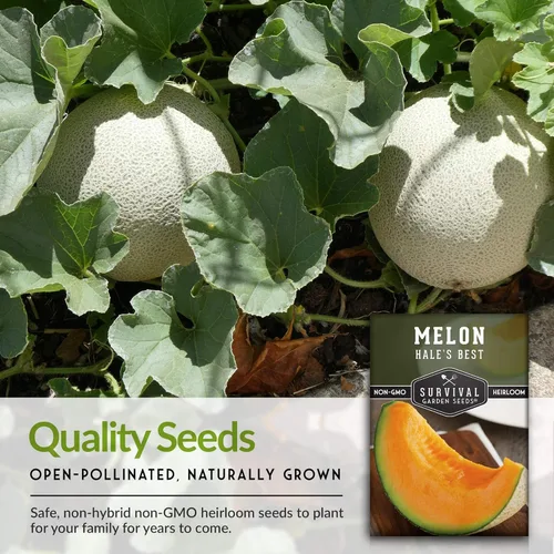 Miniatura 7 de Survival Garden Seeds - La mejor semilla de melón de Hale para plantar - Cultiva melón jugoso para comer - 5 paquetes con instrucciones para plantar
