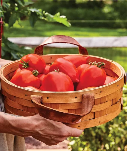 Miniatura 5 de Burpee 'Big Mama' Hybrid Tomate de pasta roja grande 50 semillas