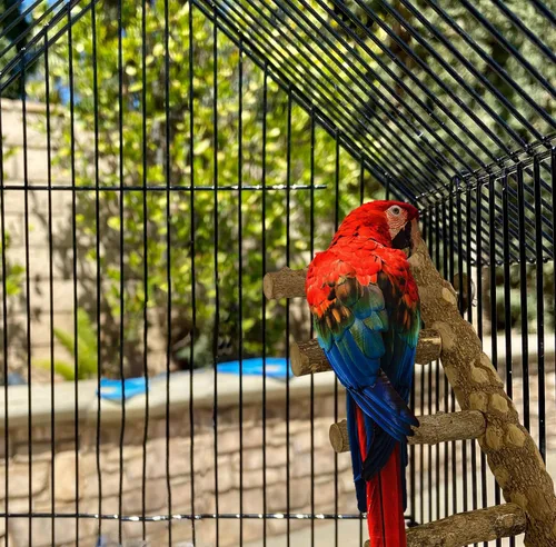 Miniatura 3 de SIMENA Perca de escalera para pájaros, soporte de loro de madera natural, juguete de escalada de hámster, escalera de jaula de pájaros para pájaros