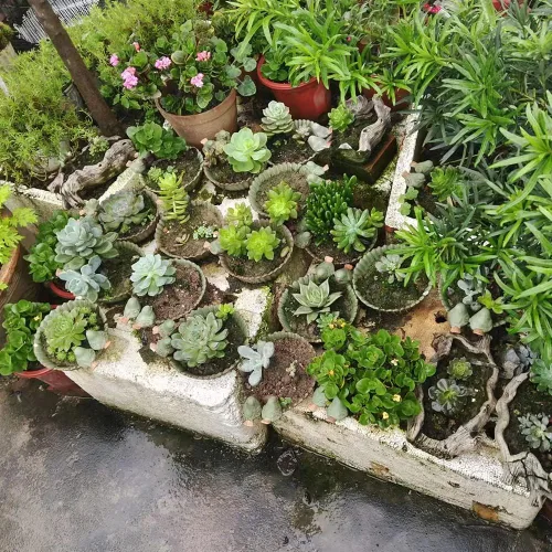 Miniatura 5 de NWFashion - Maceta divertida con diseño especial para jardín, suculentas, de 6 pulgadas, para interior y exterior (pájaro)