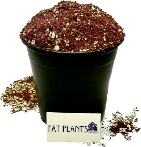 Fat Plants San Diego Mezcla de tierra prémium para cactus y suculentas, para plantas de cactus, palmeras y cítricos, cultivadas en recipientes de