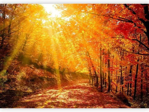Miniatura 9 de artgeist Mural de pared premium Bosque púrpura, 79 x 55 pulgadas, papel tapiz no tejido, decoración de pared de vellón, impresión fotográfica