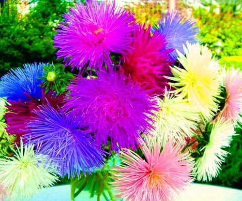 Miniatura 4 de Needle Aster Mix 200 semillas para plantar