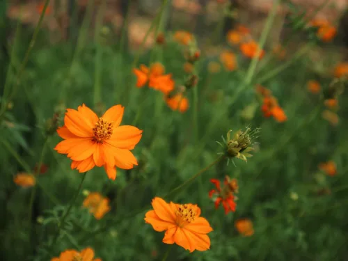 Miniatura 4 de Semillas de flores de cosmos de naranja enana azufre – más de 100 semillas por paquete, (semillas de jardín de Isla), nombre científico; Cosmos