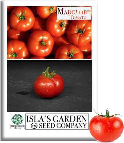 Semillas de tomate Marglobe (Solanum lycopersicum) – Más de 500 semillas sin OMG y reliquias de Isla's Garden Seeds, variedad roja clásica con rico