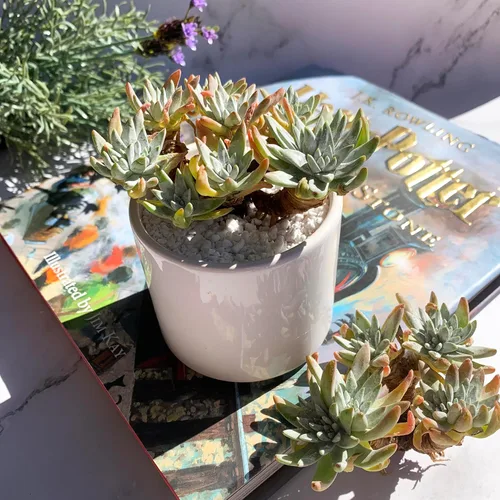 Miniatura 4 de Dudleya Gnoma S.W.McCabe Plantas suculentas raras vivas, 5-7 cabezas de 3.5" Raíz desnuda sin maceta y tierra, decoración para jardín
