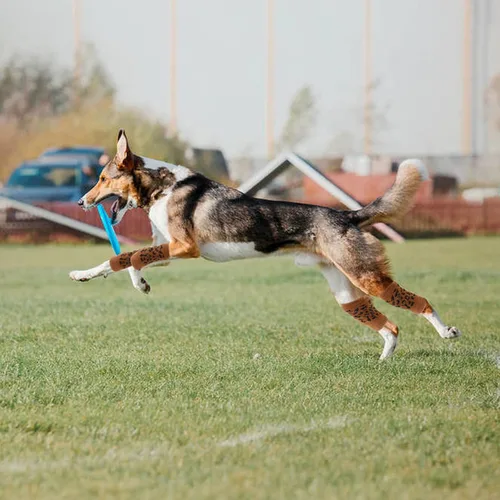 Miniatura 7 de ROZKITCH Manga de compresión para perro, 2 piezas de pierna delantera y 2 rodillas de pierna trasera, envoltura para codo de perro, protector