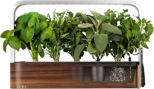 Miniatura 3 de edn SmallGarden Sage SeedPods - Paquete de 10
