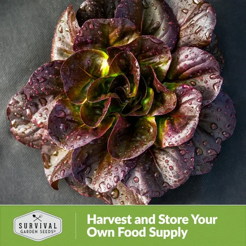 Miniatura 5 de Semilla de lechuga romana roja para plantar, 1 paquete con instrucciones para plantar y cultivar lechuga de hoja roja en tu huerto, variedad