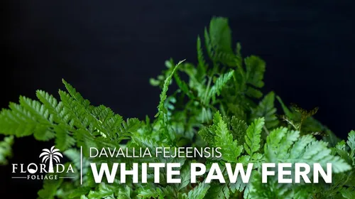 Miniatura 4 de Helecho pata blanca 3 plantas vivas Davallia Tyermanii Follaje tropical para interiores y exteriores Planta de interior de raíz difusa