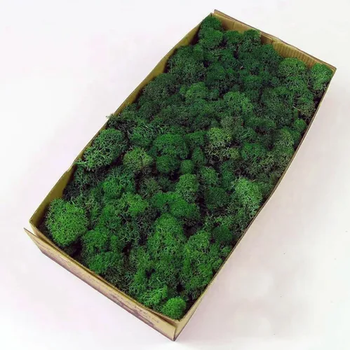 Musgo de Reno Preservado Verde Natural Kit de Bricolaje Arte de Jardinería Decoración de Pared Decoración de Floristería Decoración de Mesa de
