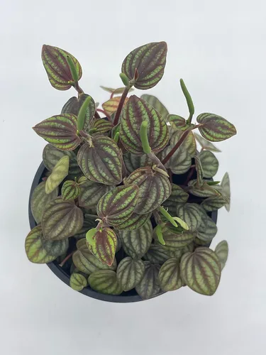 Miniatura 4 de BubbleBlooms Peperomia Piccolo Banda, albovittata, en una maceta de 4 pulgadas, Pep raro