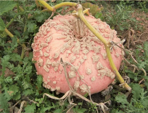 Miniatura 2 de TomorrowSeeds - Semillas de calabaza de maní (Galeux d'Eysines) - Paquete de 10 unidades - para calabazas de Halloween francesas de duende verrugoso