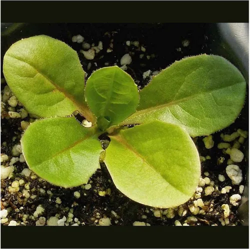 Miniatura 3 de Everwilde Farms - Semillas de flores silvestres de achicoria de 1 onza - Gold Vault