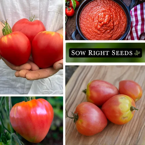 Miniatura 4 de Sow Right Seeds - Semilla de tomate rosa Oxheart para plantar - Paquete de reliquia sin OMG con instrucciones para plantar un huerto casero