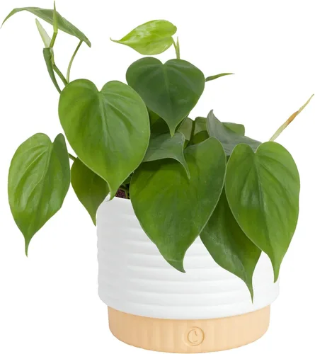 Miniatura 15 de Costa Farms - Philodendron birkin, planta de interior viva, 14 pulgadas de alto, maceta decorativa blanca, colección Trending Tropicals