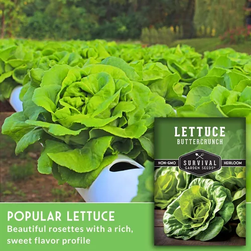 Miniatura 3 de Buttercrunch Semillas de lechuga para plantar, semillas de lechuga de mantequilla Bibb crujiente para jardines, tolerantes al calor, variedad
