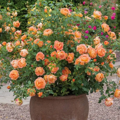 Miniatura 3 de Rosas arbustivas inglesas de reliquia, planta de raíz propia viva para jardín al aire libre, Lady of Shalott, muy fragantes, zonas de rusticidad