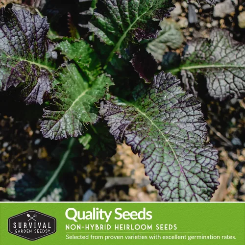 Miniatura 3 de Semillas de color verde mostaza para plantar, paquete variado de 4 hojas verdes tradicionales Tatsoi, Southern Giant, Giant Red, Pak Choi Mustard