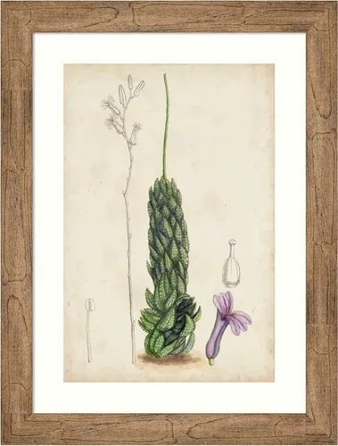 Amanti Art Framed Wall Art Print 28x21 Antique Cactus IV by William Curtis, Flowers Wall Art, Vintage Decor, Medium Poster Painting Artwork for Búho