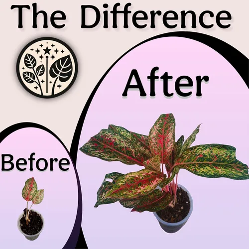 Miniatura 4 de Craft - Mezcla orgánica para macetas para plantas de interior, tierra para plantas de casa Elite, tierra gruesa y bien drenante para todas