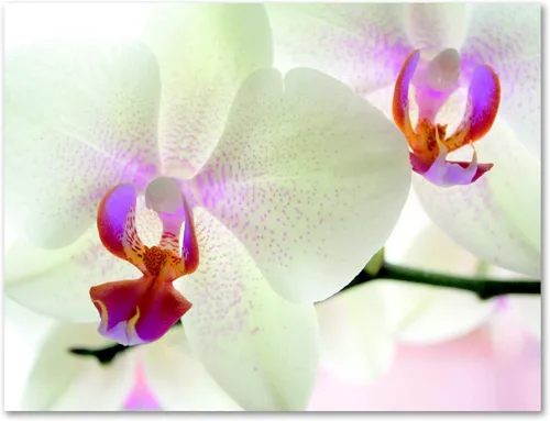 Miniatura 9 de Small World Greetings - Tarjetas de felicitación de orquídeas, 24 unidades, fotografía de orquídeas reales, interior en blanco con sobres, tamaño A2