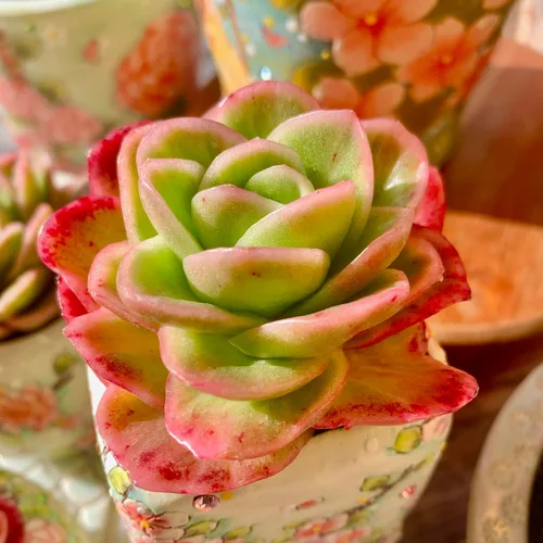 Miniatura 13 de Echeveria Agavoides Cassius - Kit de suculentas abigarradas, con maceta de plástico, 1 cabeza de planta viva de 2.5 pulgadas, suelo comprimido