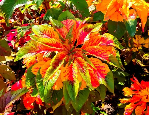 Miniatura 3 de Semillas Amaranthus Tricolor - 100 Seeds -Enviados desde Iowa, USA