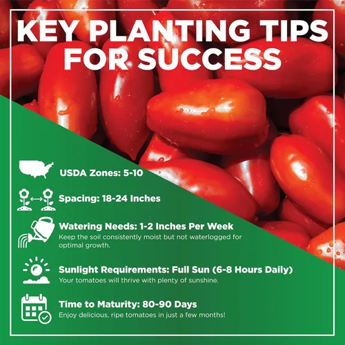 Miniatura 6 de TKE Farms & Gardens - Semillas de tomate San Marzano para plantar, más de 90 semillas de reliquia sin OMG, disfruta de tomates dulces y picantes