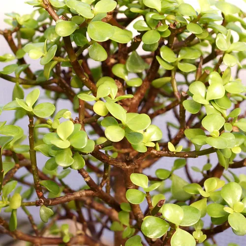 Miniatura 2 de Brussel's Bonsai Árbol bonsái de jade enano vivo, para interiores, pequeño, 3 años de edad, 5 a 8 pulgadas de alto, maceta decorativa de cerámica