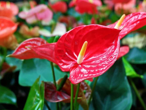 Miniatura 3 de Gardenera Mezcla de suelo de anturio de alta calidad, mezcla perfecta para plantas de anturio prósperas, 1 cuarto de galón