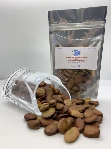 Semillas de frijol de caballo (también conocidas como semillas de frijol Fava) sin OMG, aproximadamente 20-25 semillas por paquete, frijol carnoso