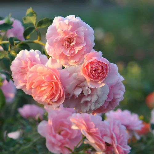 Heirloom Roses Planta de rosas - Bonica® Rosa Rosado, planta viva de paisaje para plantar al aire libre