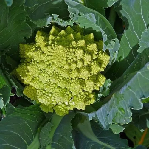 Miniatura 3 de UtopiaSeeds Romanesco Seeds - Semillas Romanesco de Brócoli - Semillas de coliflor Romanesco